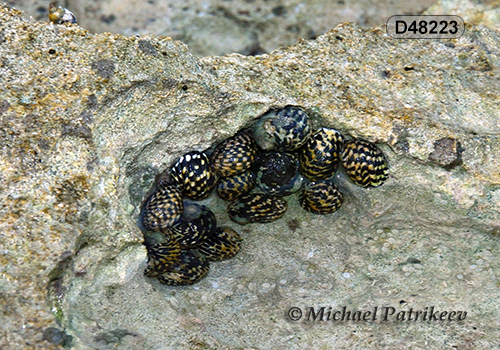 Checkered Nerite (Nerita tessellata)